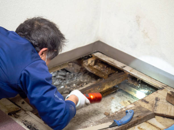 Best Crawl Space Mold Remediation in Santa Fe Springs, CA