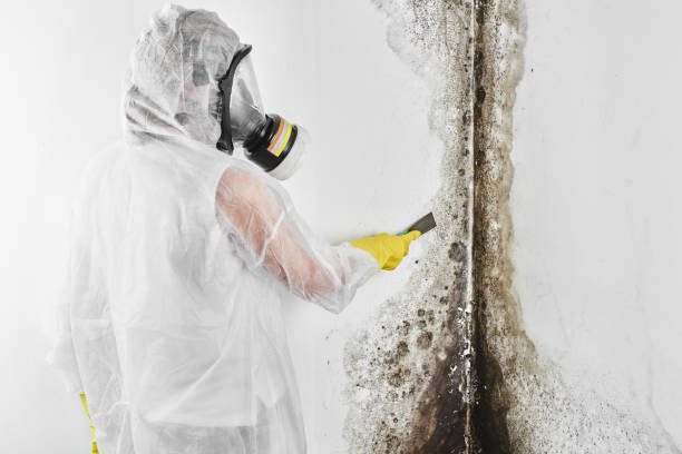 Best Mold Testing and Inspection Services in Santa Fe Springs, CA