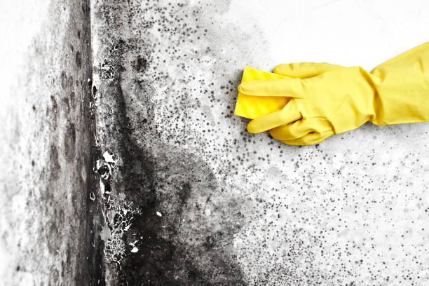 Best Bathroom Mold Remediation in Santa Fe Springs, CA
