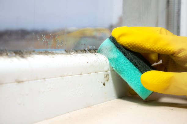 Best Emergency Mold Remediation in Santa Fe Springs, CA