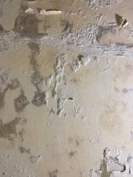 Best Mold Remediation for Specific Building Types in Santa Fe Springs, CA