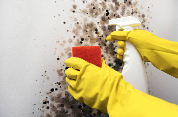 Best Basement Mold Remediation in Santa Fe Springs, CA