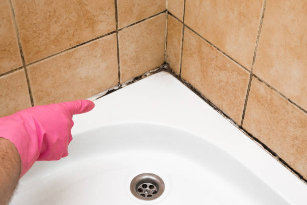 Best Preventive Mold Services in Santa Fe Springs, CA